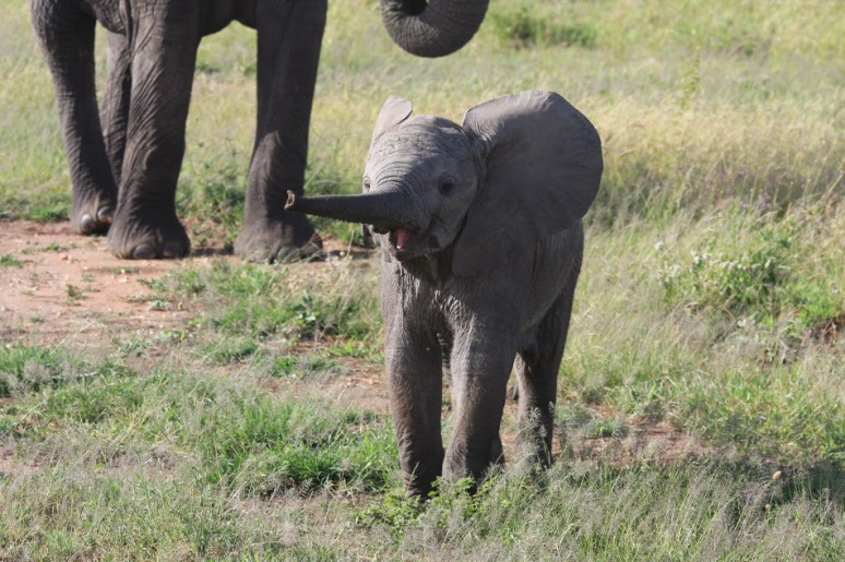 Trumpeting African Baby Savanna Elephant_Michelle Gadd_USFWS_pubdomain